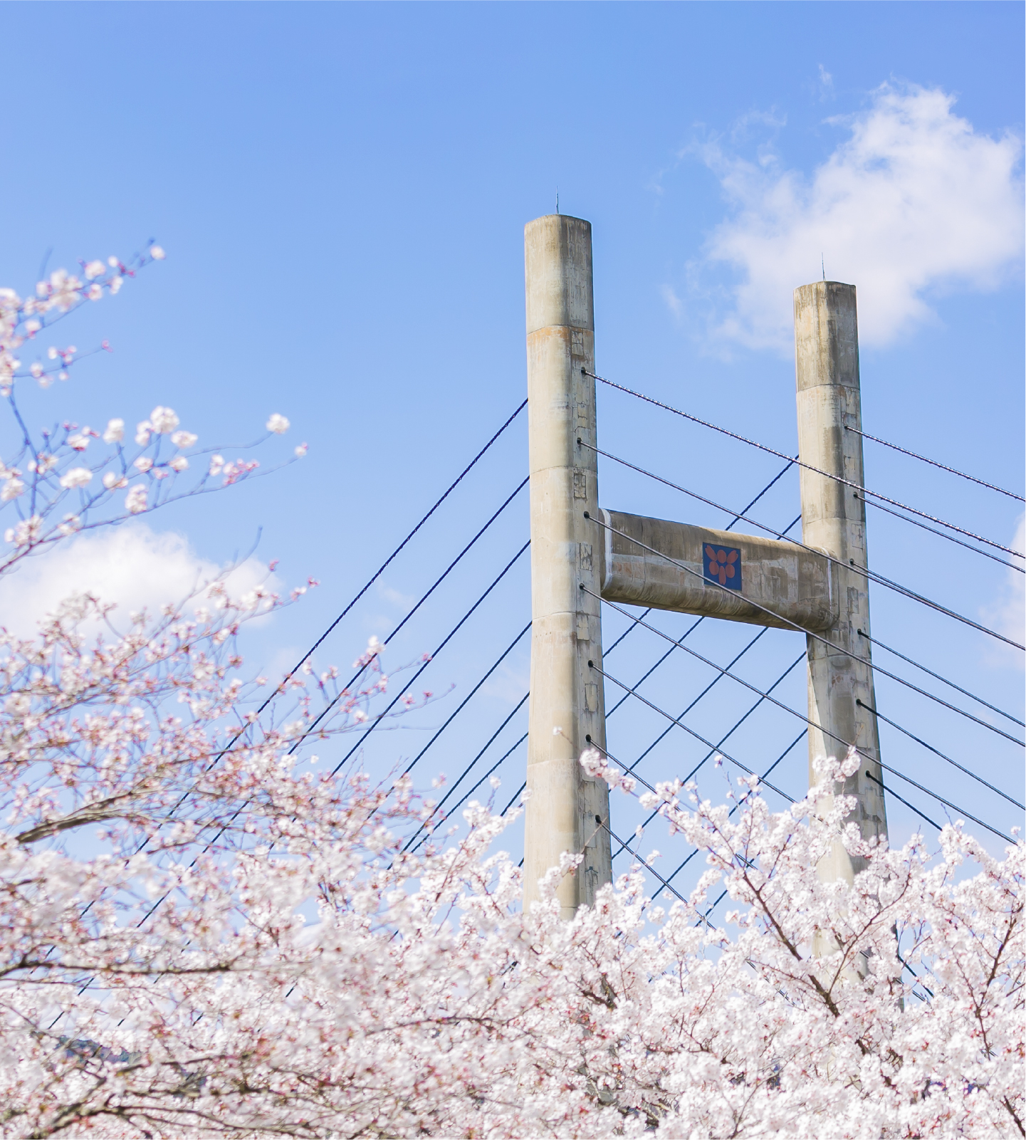 雲南市の桜