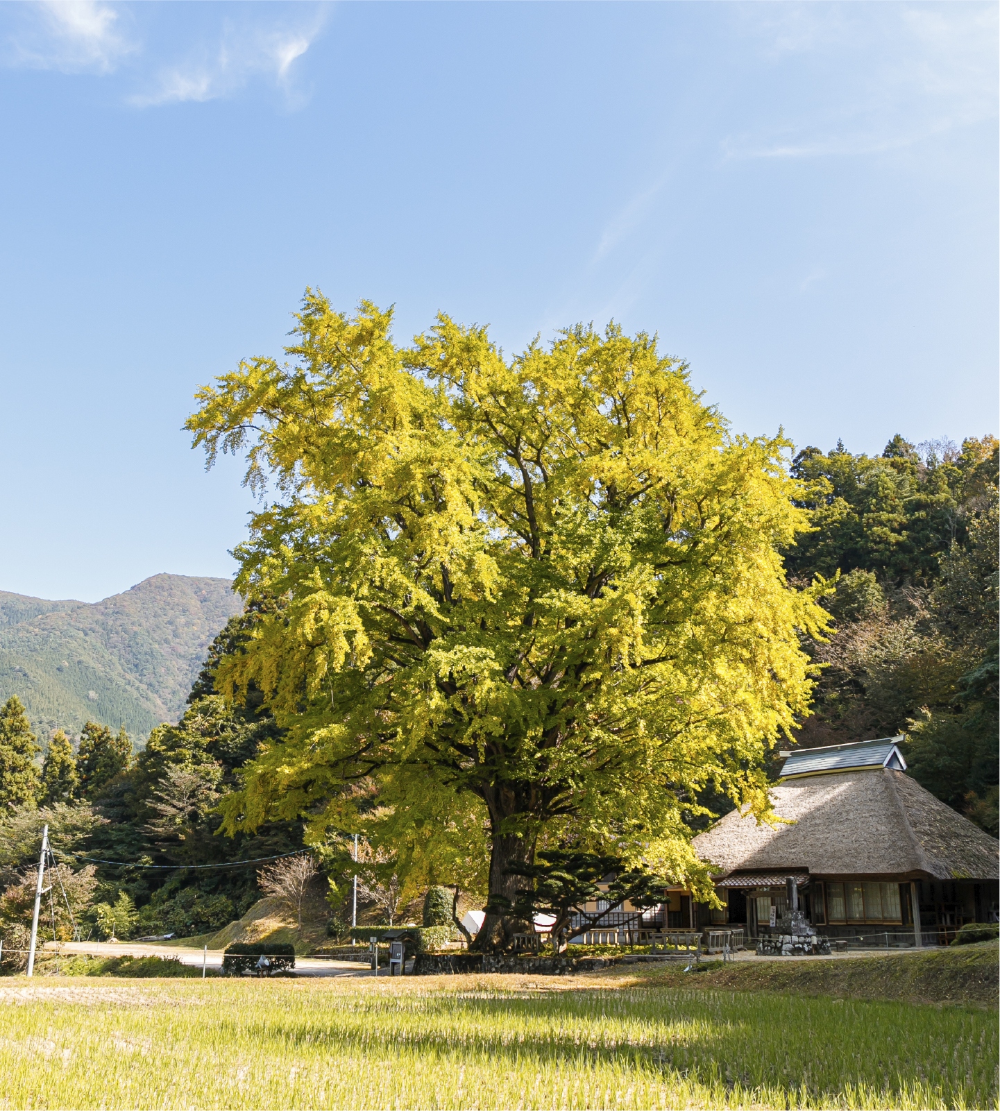 雲南市のイチョウの木